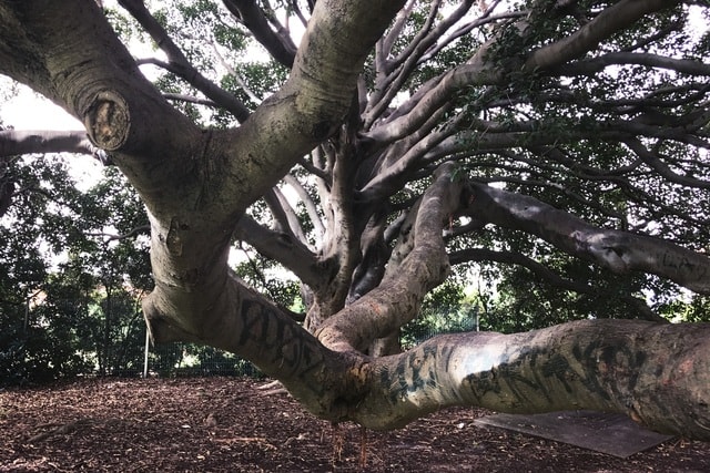 big-tree-tree-branch-woody-plant-trunk 图片素材