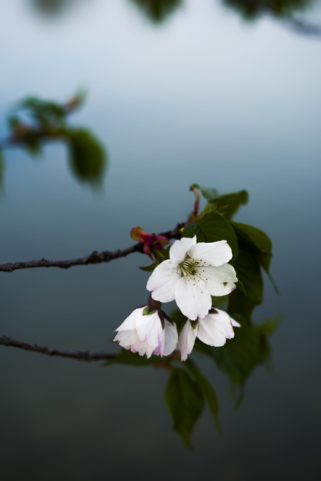 flower-petal-blossom-spring-branch 图片素材
