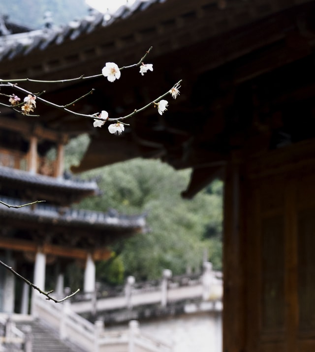 ancient-plum-blossom picture material