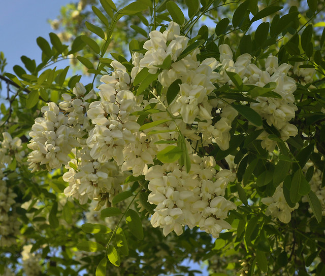 nature-flora-branch-leaf-season 图片素材