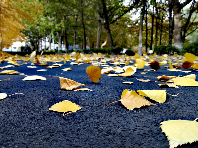 fall-leaf-park-nature-maple 图片素材