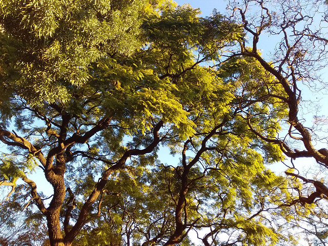 tree-wood-nature-landscape-leaf 图片素材