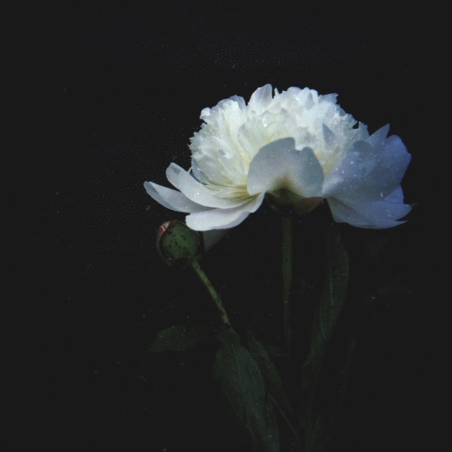flower-white-petal-flowering-plant-plant 图片素材