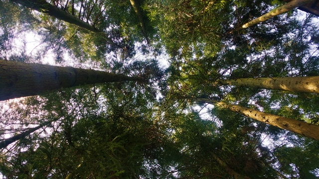 tree-forest-sunlight-leaf-sky 图片素材
