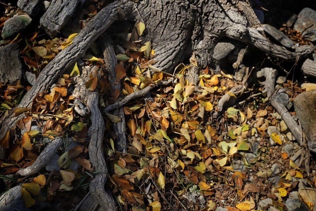 leaf-autumn-tree-plant-deciduous 图片素材