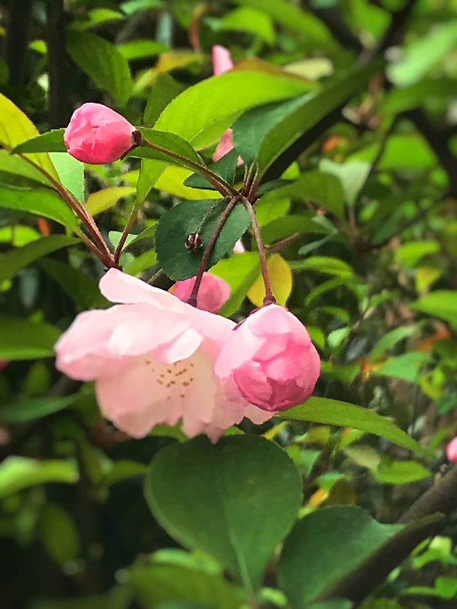 nature-flower-leaf-flora-no-person 图片素材