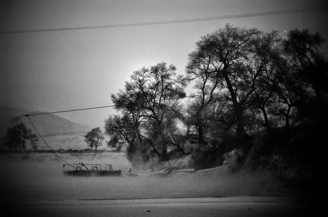 sky-white-black-nature-tree picture material