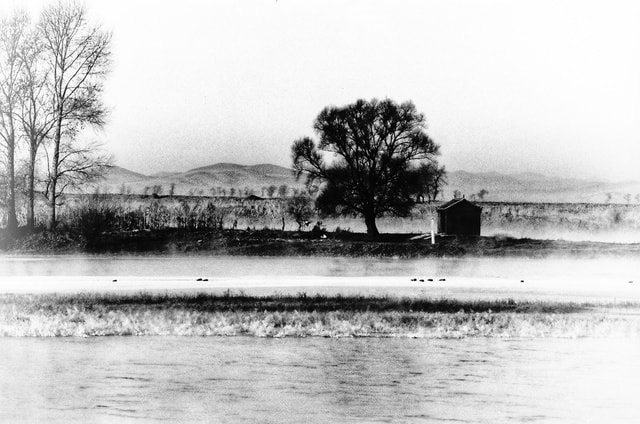travel-water-white-tree-black-and-white picture material