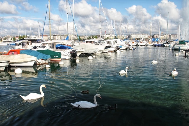 swan-sky-water-harbor-water-bird 图片素材