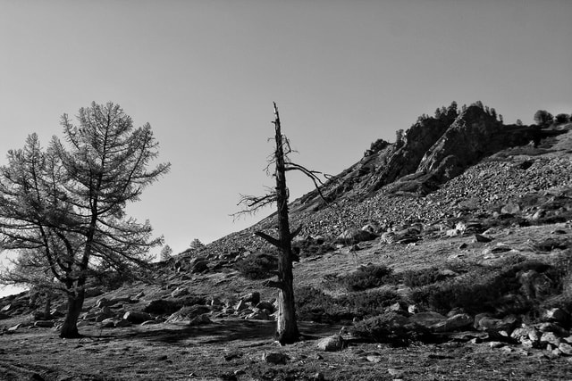 tree-black-white-black-and-white-monochrome-photography 图片素材