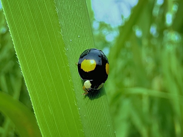 insect-green-macro-photography-beetle-leaf 图片素材