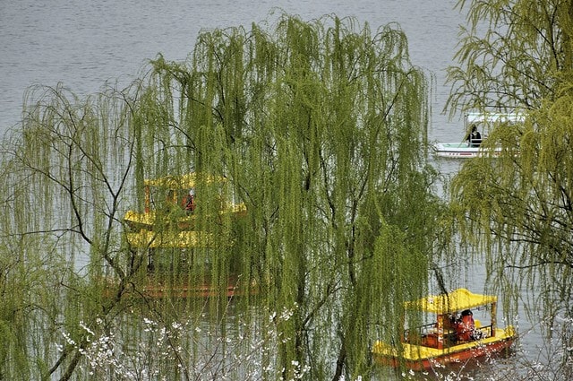 tree-vegetation-willow-yellow-water picture material