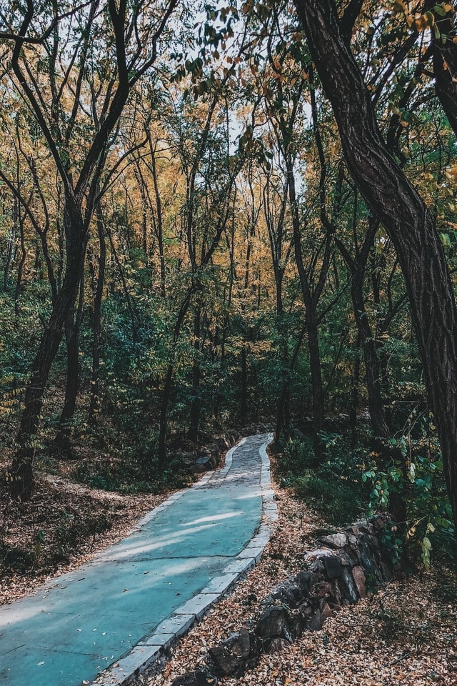 nature-tree-water-leaf-landscape picture material