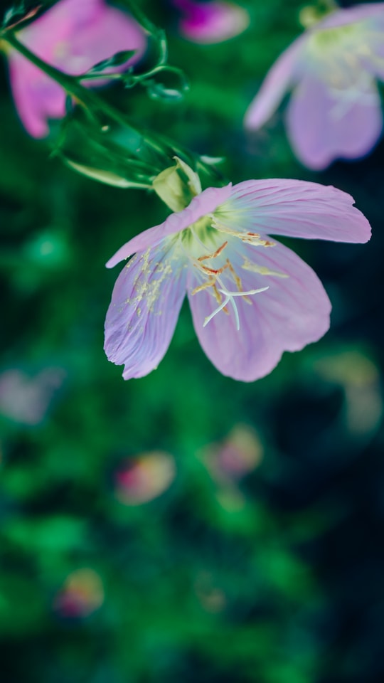 flower-flowering-plant-plant-petal-purple 图片素材