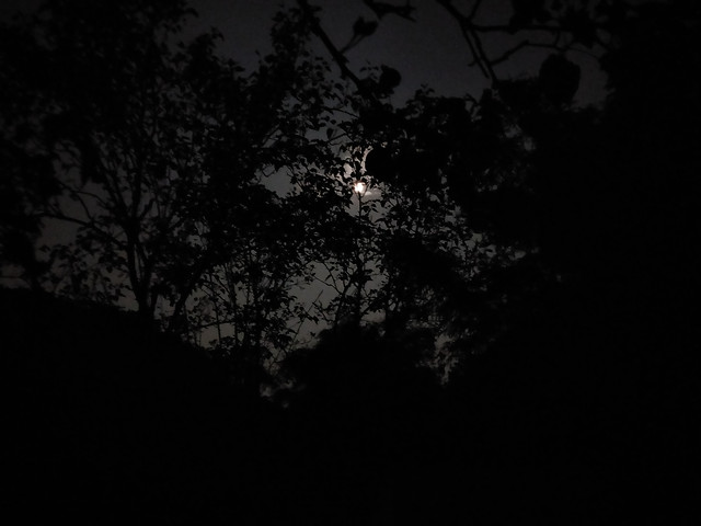 monochrome-landscape-dark-light-tree 图片素材