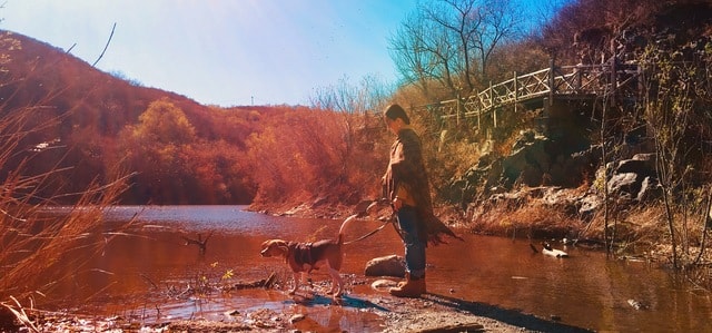 water-nature-reflection-tree-river picture material