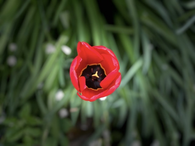 flower-tulip-spring-red-vibrant picture material