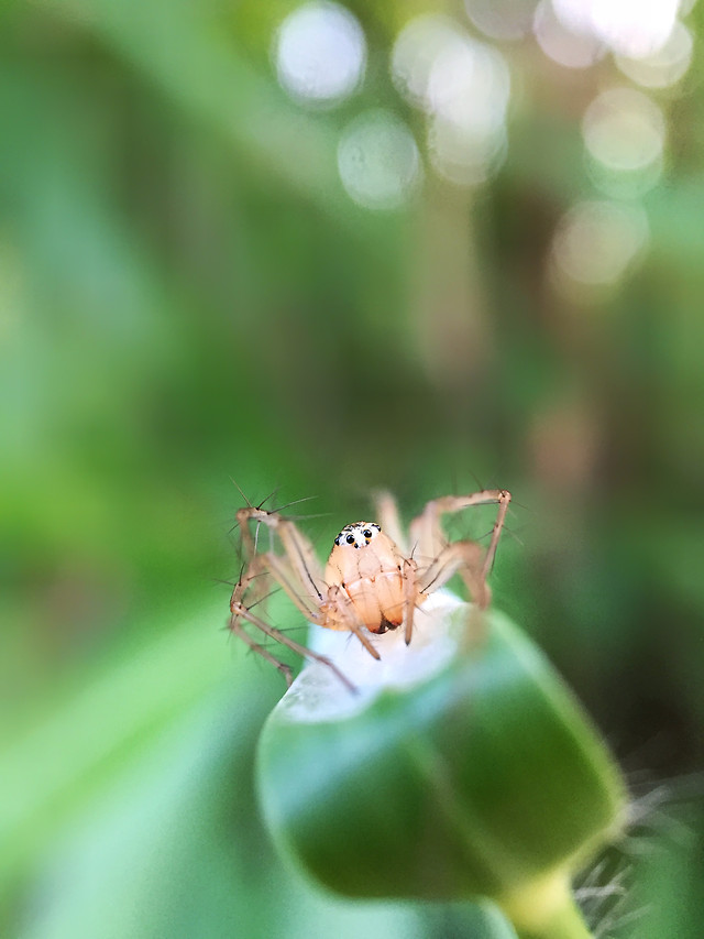 nature-no-person-leaf-insect-outdoors picture material