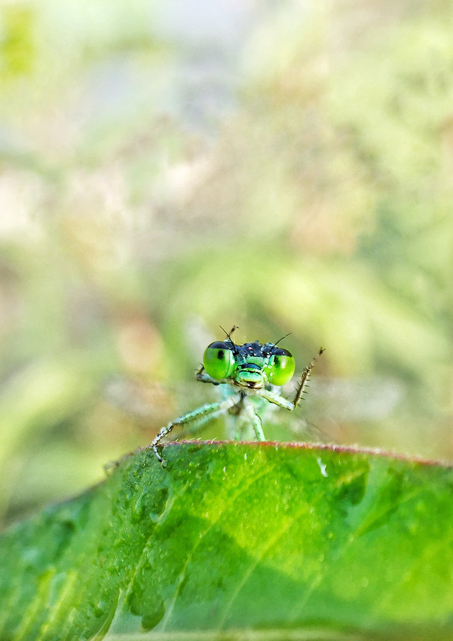 nature-insect-wildlife-animal-leaf picture material
