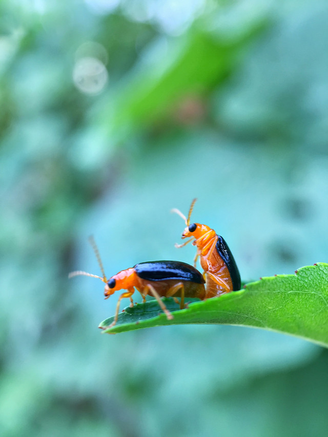 insect-leaf-nature-no-person-wildlife picture material
