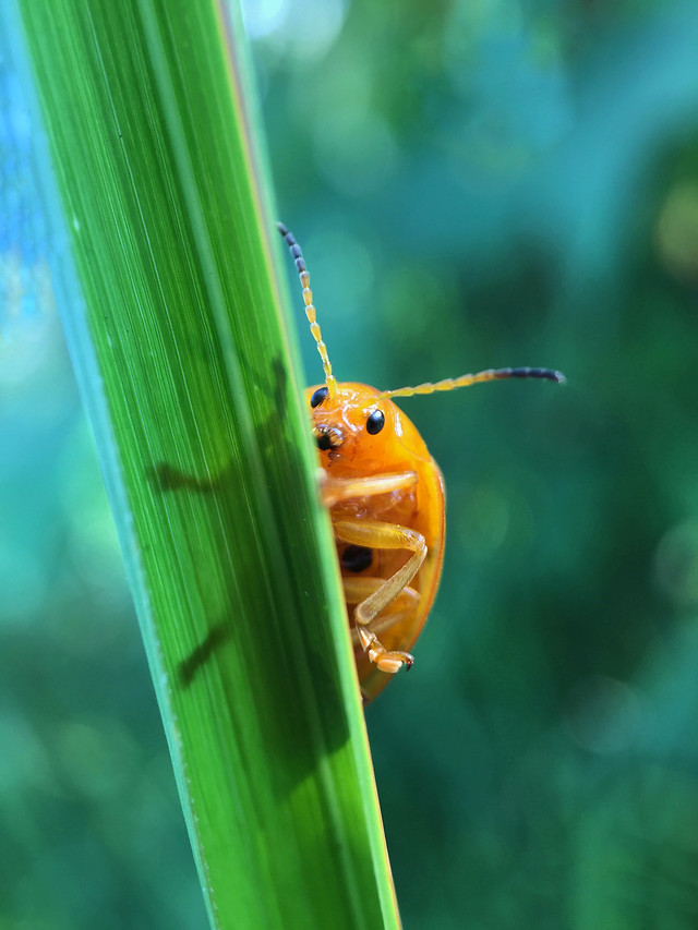 nature-no-person-leaf-insect-wildlife picture material