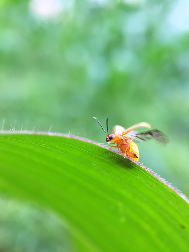 nature-leaf-insect-no-person-grass picture material