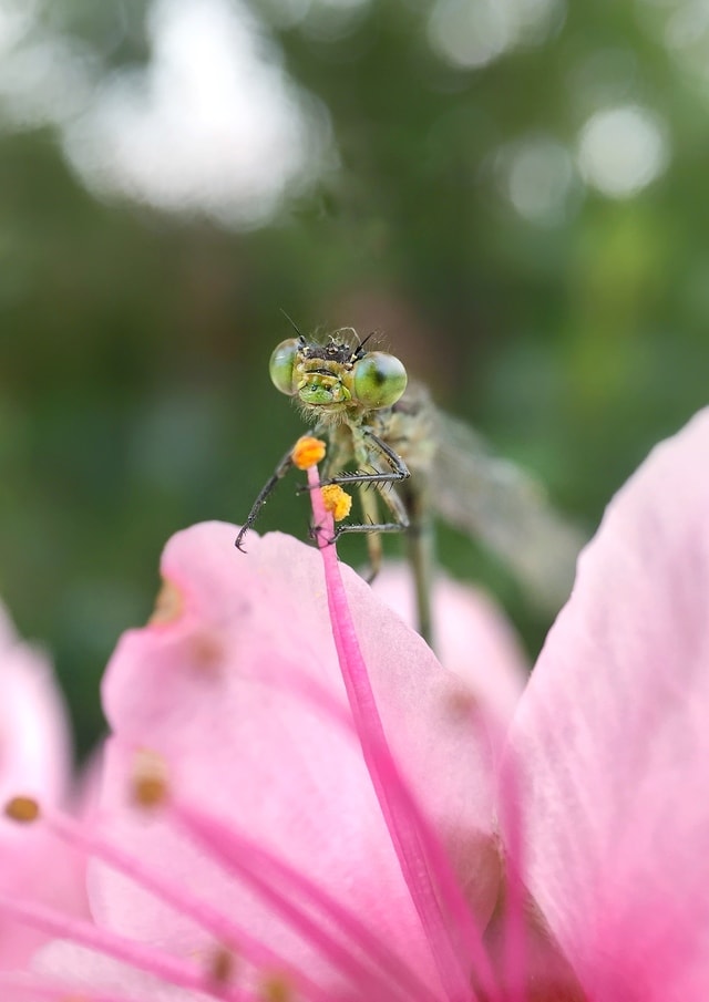 spring-humming-flower-pink-insect-macro-photography picture material