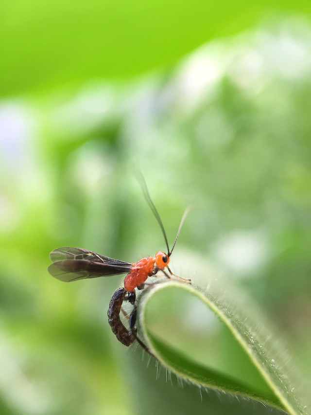 insect-nature-leaf-no-person-wildlife picture material