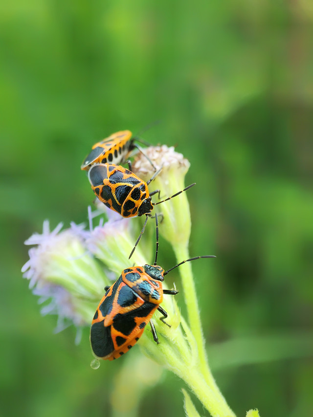 insect-nature-no-person-biology-leaf picture material