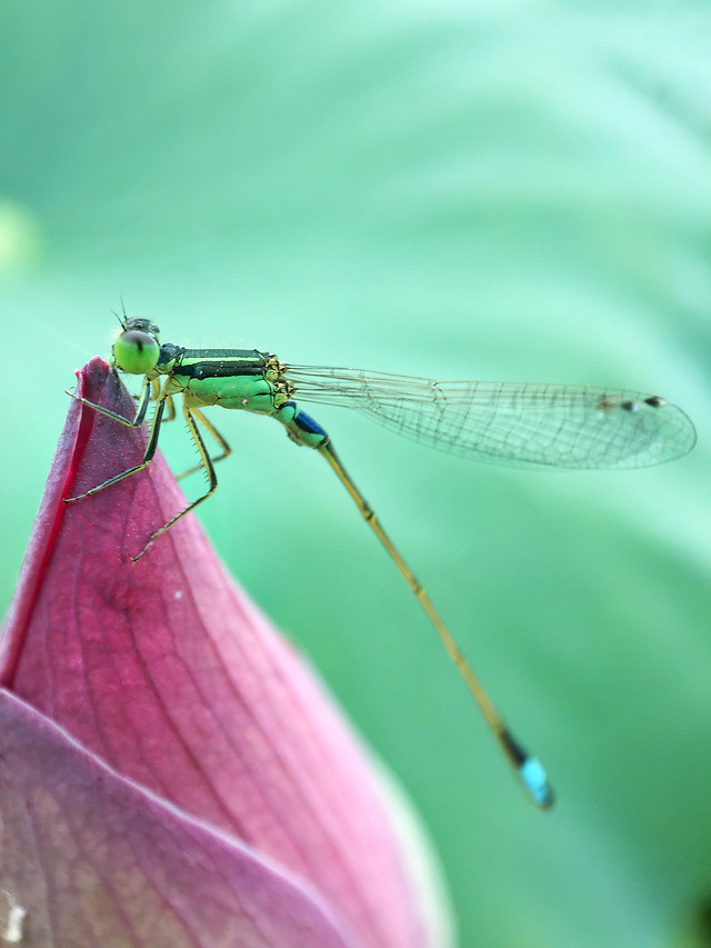 insect-nature-dragonfly-leaf-flora picture material