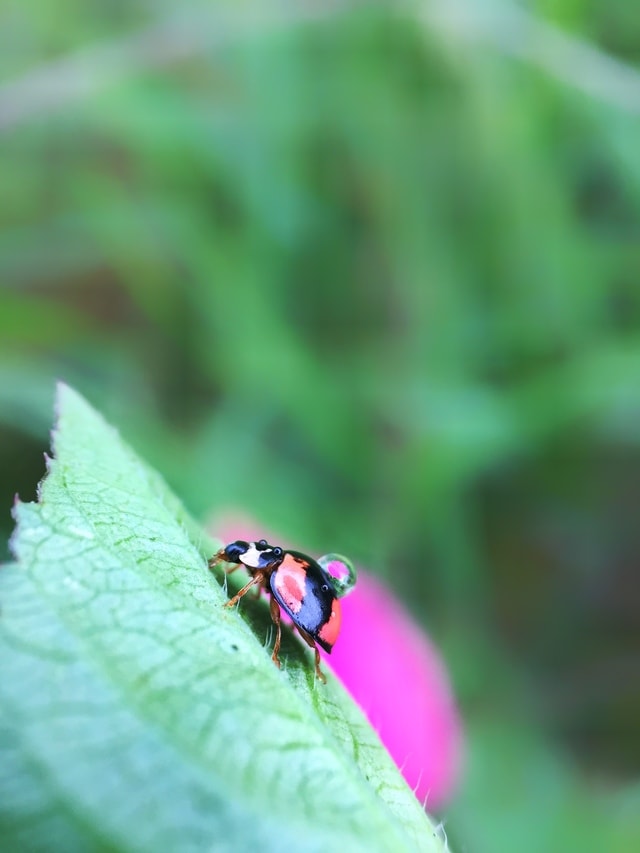 insect-leaf-with-dew-nature-no-person picture material