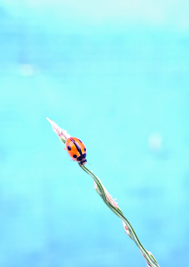 no-person-nature-outdoors-biology-insect picture material