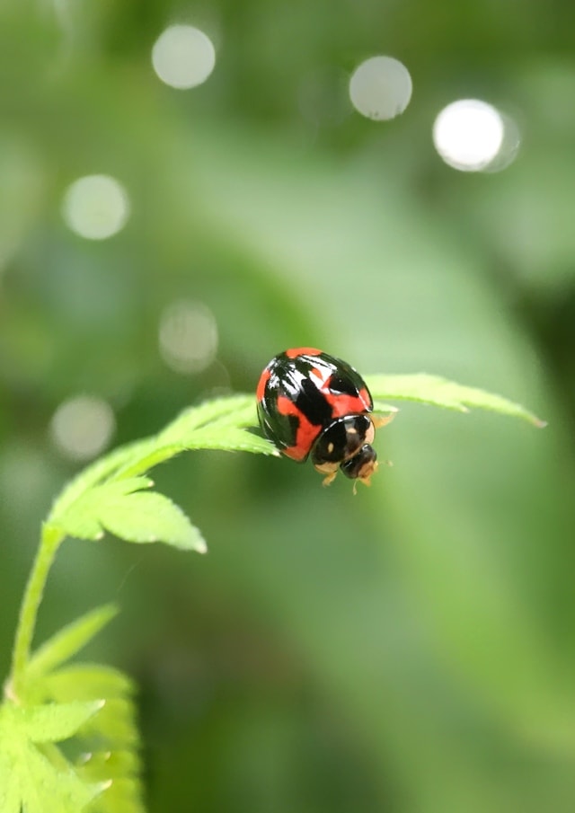 jump?-ladybug-insect-green-macro-photography picture material