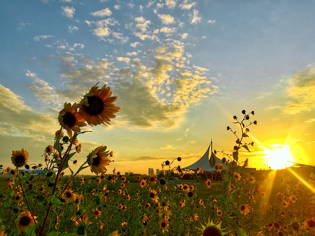 seaside-sunflower 图片素材