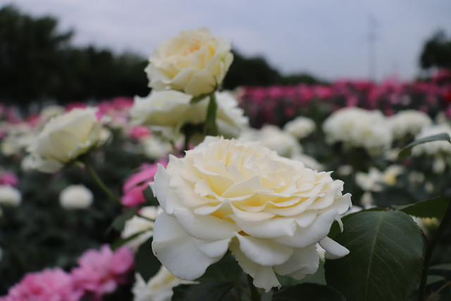 花 picture material