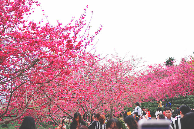 tree-park-plant-flower-landscape 图片素材