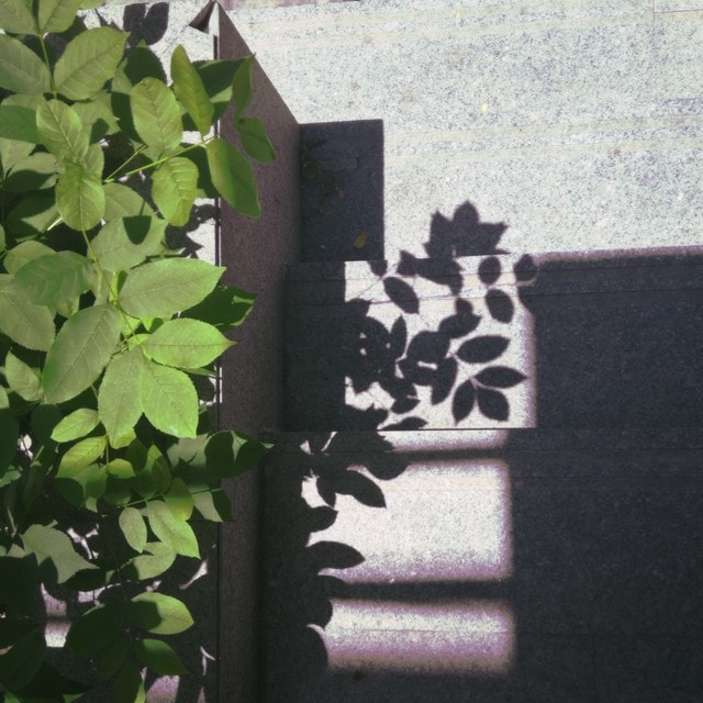 green-wall-shadow-leaf-plant picture material