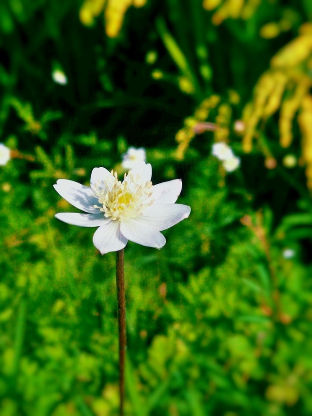 flower-flowering-plant-petal-plant-green 图片素材