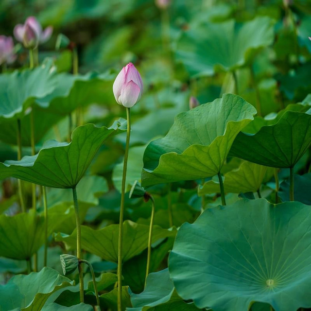 leaf-flora-flower-lotus-nature 图片素材