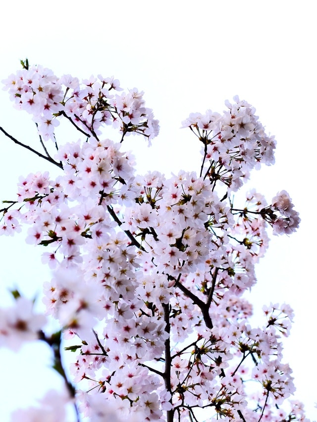 lilac-flower-plant-blossom-spring picture material