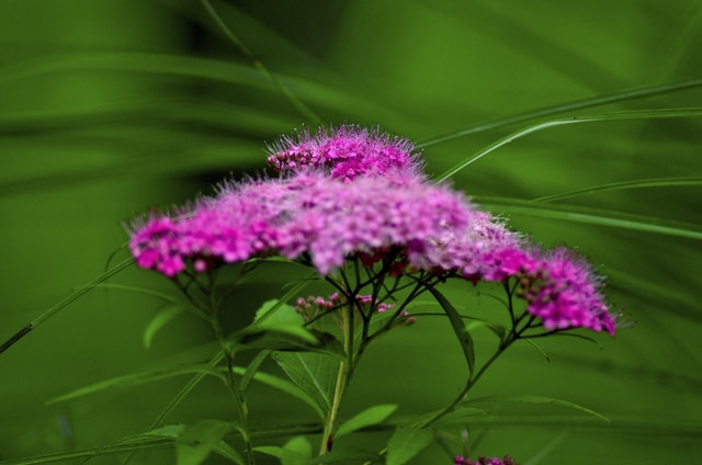 flower-plant-green-flowering-plant-pink picture material