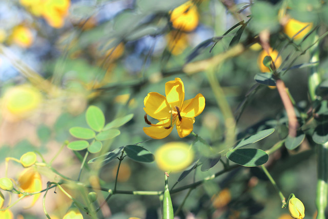 leaf-nature-flora-flower-garden 图片素材