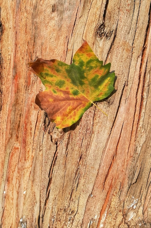 summer-leaves 图片素材