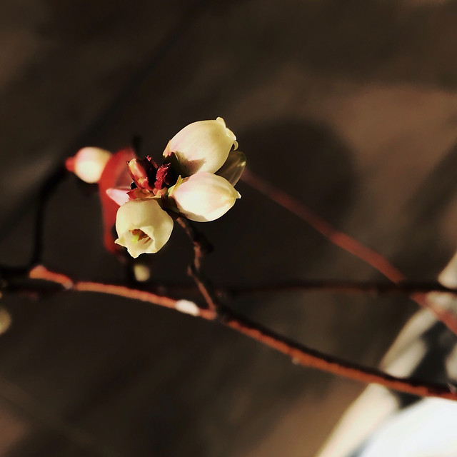 flower-dof-blur-winter-nature 图片素材