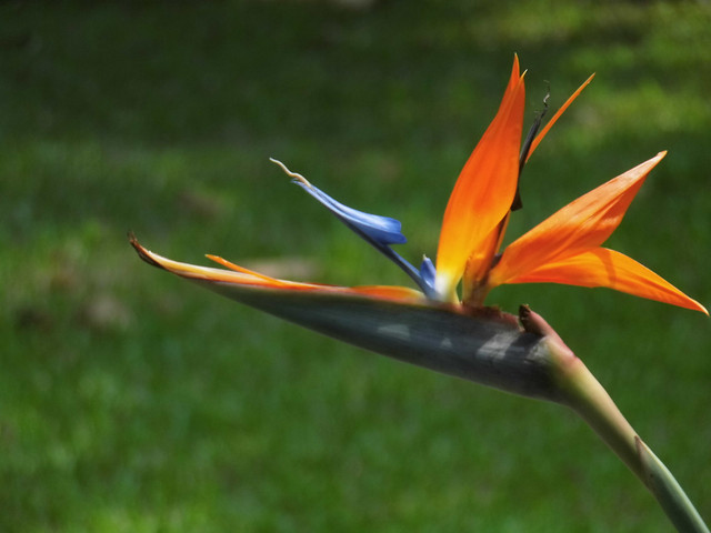 strelitzia picture material