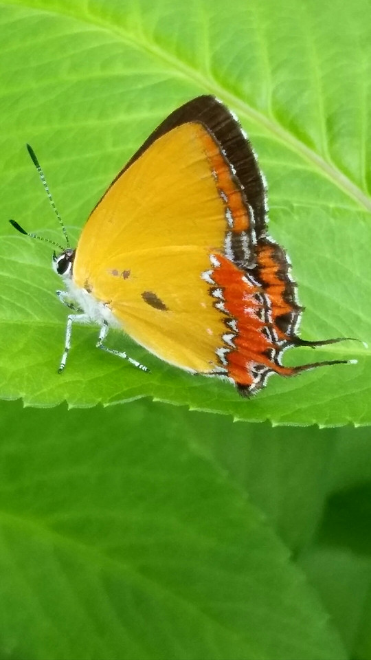 no-person-insect-butterfly-nature-lycaenid 图片素材