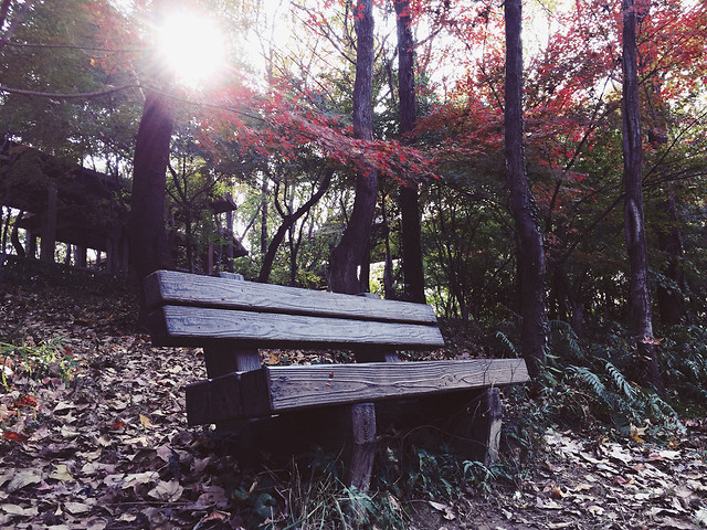 wood-tree-landscape-fall-park 图片素材
