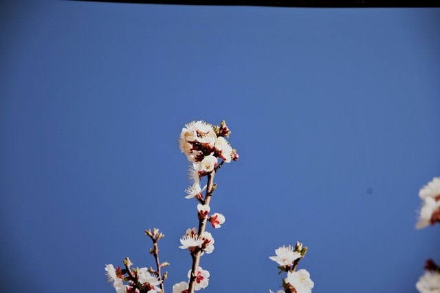 spring-apricot-flower-flower-landscape-rural picture material