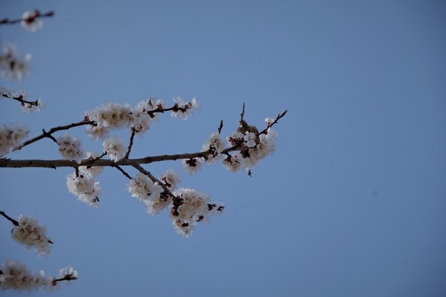 spring-apricot-flower-flower-landscape-rural picture material