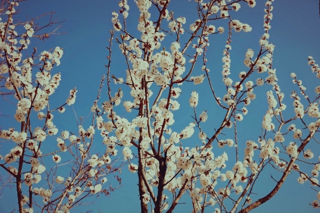 spring-apricot-flower-flower-landscape-rural picture material